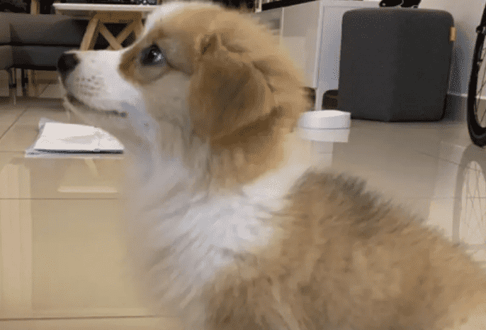 Corgi 1 to 12 Months Growth Chart