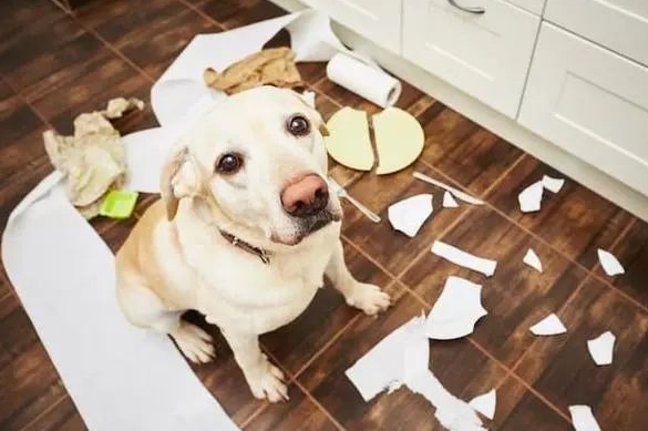 Stop your dog from chewing on everything in sight